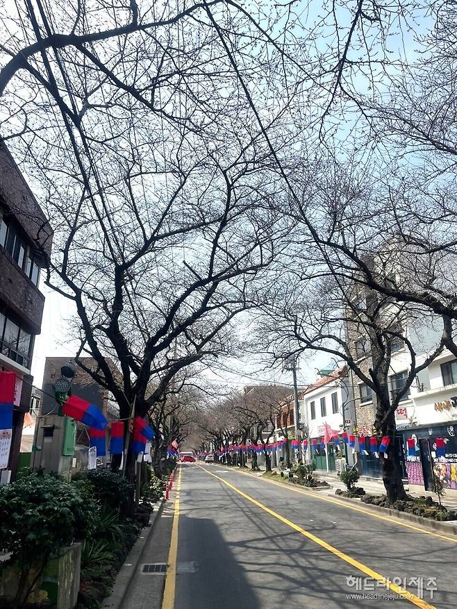 제주왕벚꽃축제 개막을 하루 앞둔 26일, 제주시 전농로 벚꽃거리. 나무마다 꽃망울은 가득 맺혔지만, 개화는 아직 시작되지 않았다. ⓒ헤드라인제주