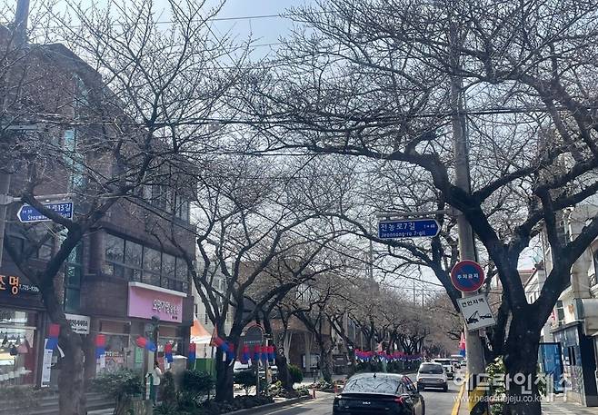 제주왕벚꽃축제 개막을 하루 앞둔 26일, 제주시 전농로 벚꽃거리. 나무마다 꽃망울은 가득 맺혔지만, 개화는 아직 시작되지 않았다. ⓒ헤드라인제주