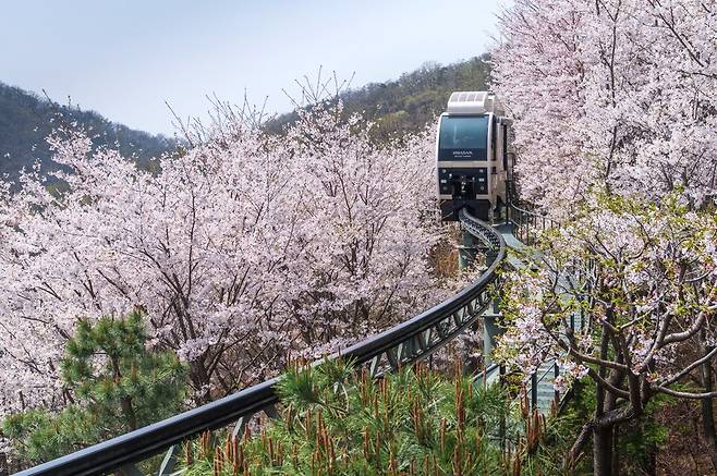 화담숲 모노레일 2번 승강장은 벚꽃 여행객들에게 가장 관심을 받는 벚꽃 핵심 포토 스폿이다. /곤지암리조트 제공