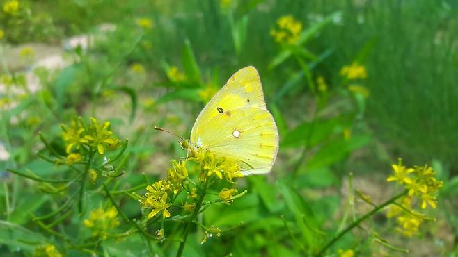 노랑나비. (사진 이강운 대기자)/뉴스펭귄