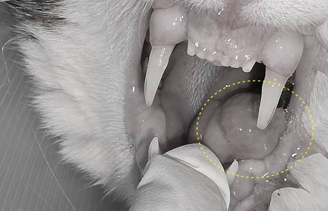 최근 24시 더케어동물의료센터에 내원한 고양이에서 혀 아래 종괴가 발견됐다(병원 제공). ⓒ