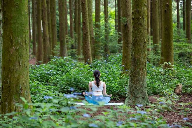 하이원리조트 숲체험 프로그램. 강원랜드 제공