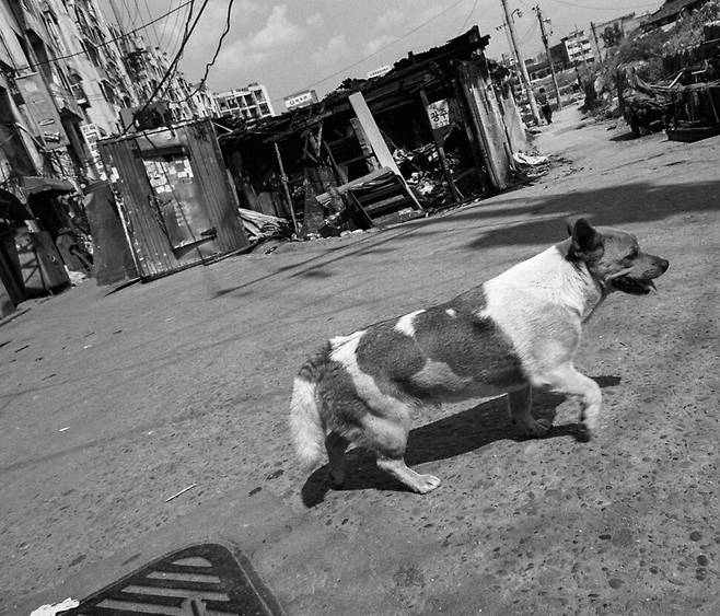 지금은 흔적도 없이 사라진 서울 청계천 삼일아파트 뒷골목을 너는 서성대고 있었지, 목줄도 없이. 불행히도 다행히도, 너를 사람으로 바꿔줄 프레오브라젠스키는 만나지 못했을 거야. 그 자리는 여전하지만, 그 풍경이 사라지고 바뀌었듯 너 또한 그러겠지. 다만 사진 속을 여전히 어슬렁거린다. 그 시절을 생각하게 한다. 2003년 봄, 서울.