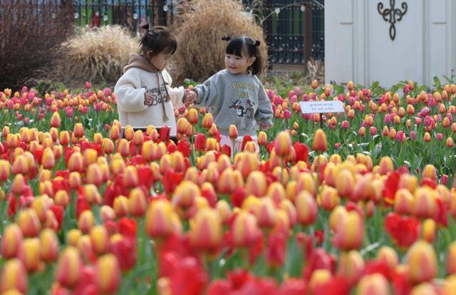22일 경기 용인시 처인구 에버랜드 포시즌스가든을 찾은 아이들이 튤립 사이에서 추억을 남기고 있다. 뉴스1