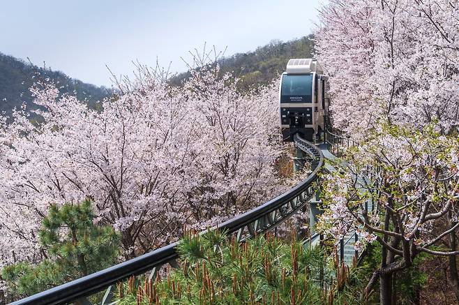 곤지암 화담숲 작년 벚꽃