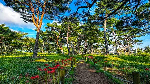 삼산마을 노송군락지의 가을. 붉은 꽃무릇이 계절의 시간을 밝히고 있다.