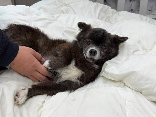 지난 3일, 경기 남양주시에 위치한 동물자유연대 보호소 '온센터'에서 만난 개 '하쿠'(11)가 보금자리에 누워 자신의 배를 만져달라고 애교를 피우고 있다. 동그람이 정진욱