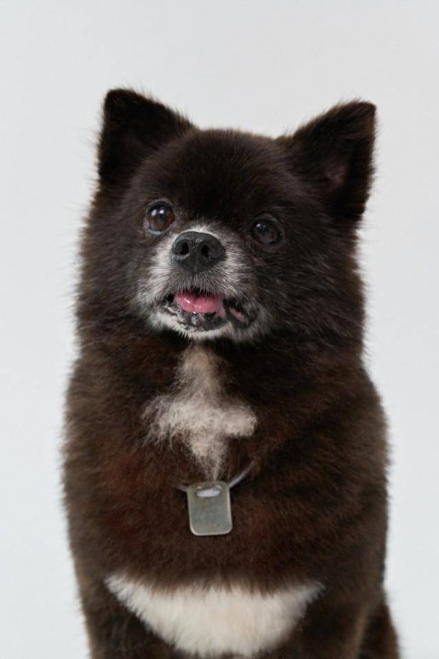 하쿠의 남은 여생은 한 사람의 사랑을 받는 반려견이길 바라는 게 활동가들의 마음이다. 동물자유연대 제공