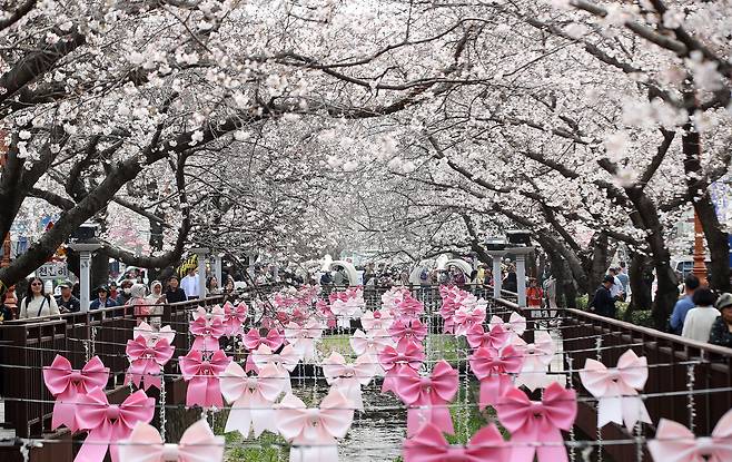 전국 최대 벚꽃 축제인 '제64회 진해군항제'가 개막한 27일 경남 창원 진해구 여좌천을 찾은 관광객들이 벚꽃을 감상하고 있다.  제64회 진해군항제는 이날부터 4월 5일까지 10일간 진해구 전역에서 진행된다. 뉴스1