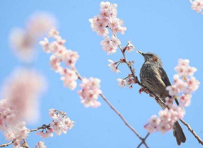 지난 10일 부산 수영구 배화학교에서 직박구리가 활짝 핀 벚꽃 꿀을 따 먹으며 봄소식을 전하고 있다. 뉴스1