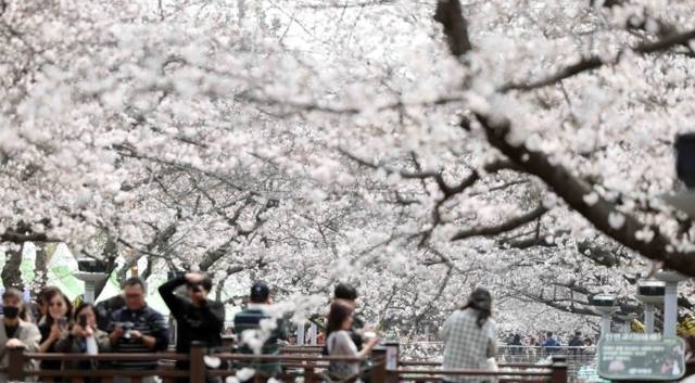 ▲ 국내 최대 봄꽃 축제 ‘진해군항제’ 개막일인 27일 오후 경남 창원시 진해구 여좌천 일대를 찾은 관광객이 벚꽃을 구경하며 봄기운을 만끽하고 있다. 연합뉴스