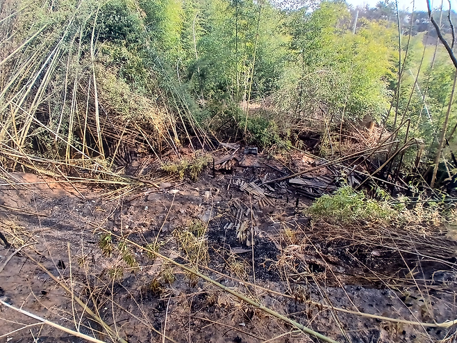 27일 오후 전북 고창군 고창읍 도산리의 한 대나무밭이 화재로 인해 검게 그을린 채 꺾여 있다. 전북소방본부 제공