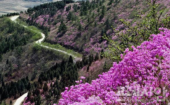 ▲영취산 진달래ⓒ여수시