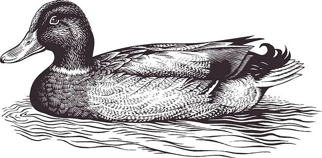 덕혼 레이블 청둥오리. 홈페이지