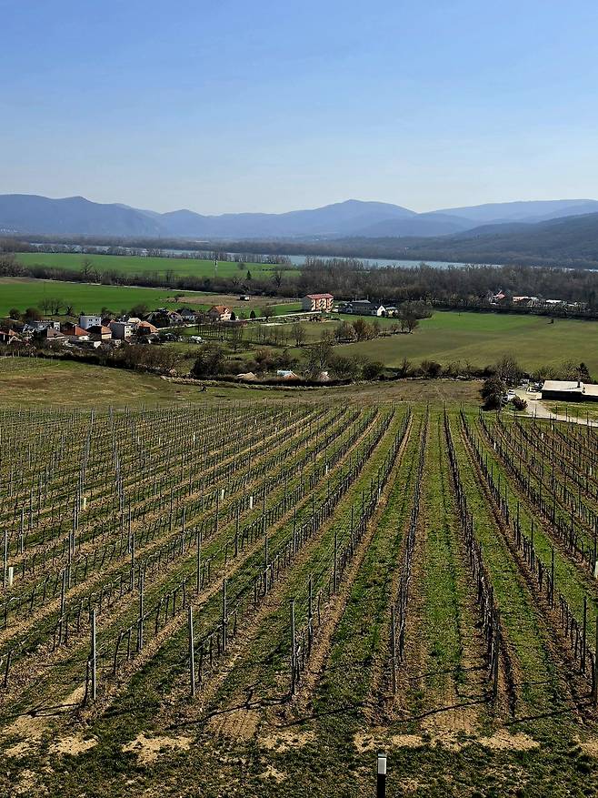 슬로바키아 와이너리 비나르스트보 빌라기 포도밭.&nbsp;아르떼트래블 제공