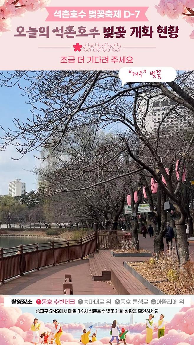 '벚꽃 개화 카운트다운' [송파구 제공. 재판매 및 DB 금지]