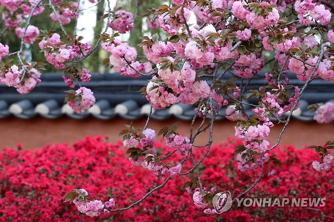 봄꽃이 몽실몽실…허균허난설헌 기념공원 [연합뉴스 자료사진]