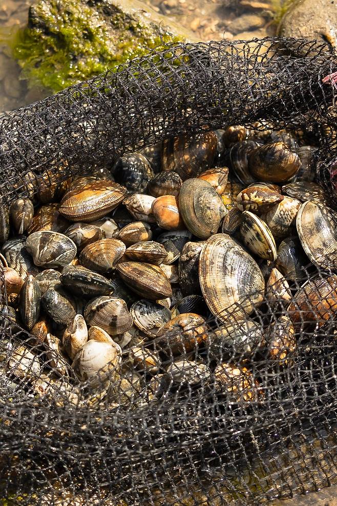 이맘때 무창포 해변은 쪼그리고 앉아 바지락을 캐는 어민들의 모습도 풍경의 하나가 된다. 봄 바다 향을 잔뜩 머금은 바지락이 곧 철이 다가오고 있음을 알린다. / 이건송 영상미디어 기자