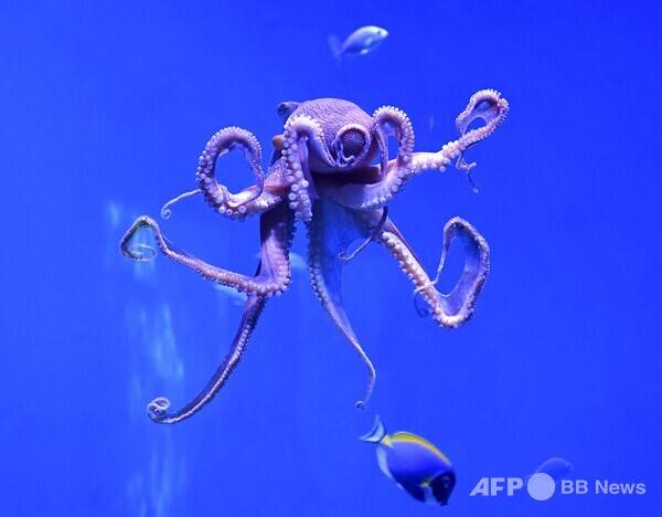 사진은 칼럼과 관련 없는 참고 이미지입니다. 사진제공=ⓒAFPBBNews = News1 (사진을 무단으로 사용하지 마십시오.)