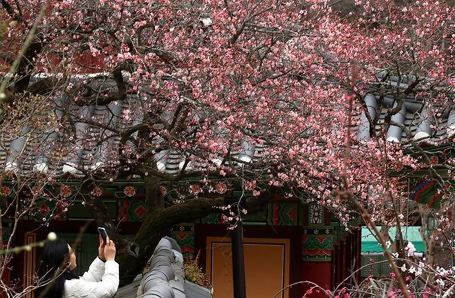지난해 3월 27일 전남 장성군 백양사를 찾은 상춘객이 개화한 고불매(古佛梅)를 사진 찍고 있다. 연합뉴스