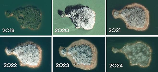 2018년부터 2024년(2019년 위성사진 없음)까지 대청호 고래섬 위성사진. 2018년 푸르던 고래섬은 2020년부터 서서히 민물가마우지 배설물이 쌓이면서 2024년 대부분 나무들이 고사한 모습이다. 사진 카카오맵
