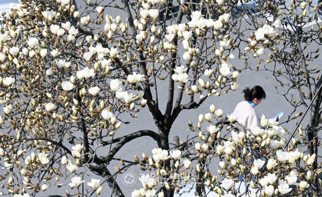 ▲ 강원 영서 대부분 지역의 낮 최고기온이 20도 안팎으로 오르며 완연한 봄 날씨를 보인 25일 춘천지방법원에 목련이 활짝 펴 시민들에게 봄 기운을 전하고 있다. 방도겸 기자
