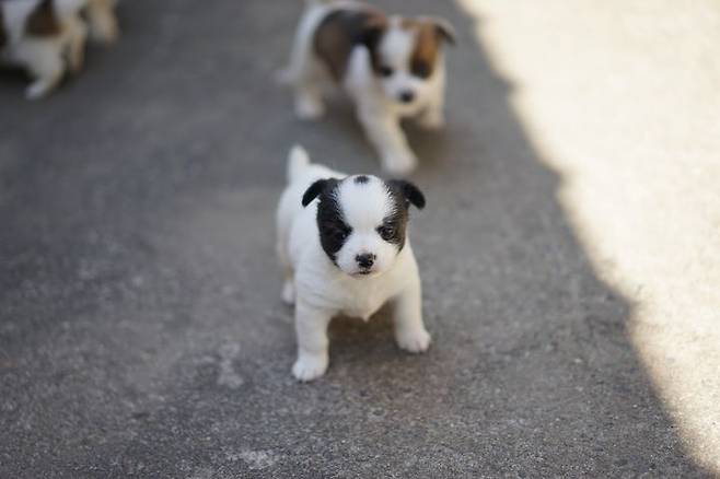 [서울=뉴시스] 중국에서 고속도로를 떠돌던 개 7마리를 둘러싼 ‘탈출극’이 전 세계 온라인에서 화제를 모았지만, 실제로는 전혀 다른 사연이었던 것으로 밝혀졌다. (사진=유토이미지) *재판매 및 DB금지 *재판매 및 DB 금지