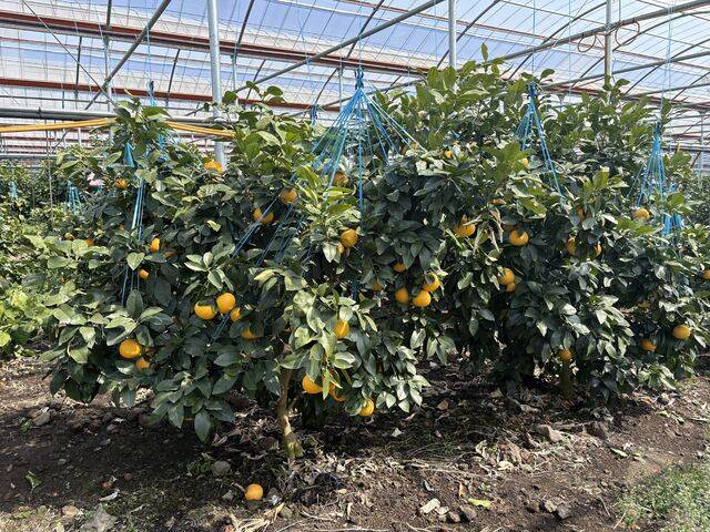 자몽이 열린 모습. 제주도농업기술원