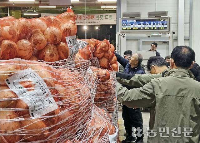 26일 오후 11시 서울 가락시장에서 제주산 햇조생양파 첫 경매를 앞두고 중도매인들이 출하물량의 품위를 꼼꼼히 살피고 있다.