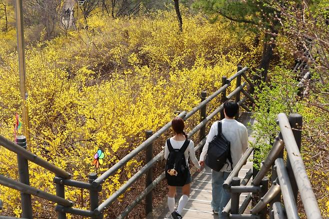 지난해 응봉산 개나리 축제 모습. 사진제공=성동구