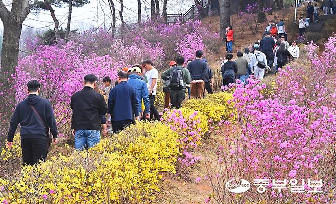 완연한 봄이 찾아온 29일 오후 부천시 원미구 부천진달래동산을 찾은 상춘객들이 봄을 알리는 화사한 진달래꽃 사이로 산책을 즐기고 있다. 김경민기자