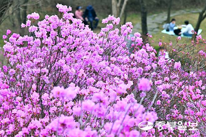완연한 봄이 찾아온 29일 오후 부천시 원미구 부천진달래동산을 찾은 상춘객들이 봄을 알리는 화사한 진달래꽃 사이로 산책을 즐기고 있다. 김경민기자