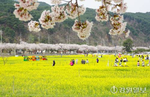 오는 4월3일부터 19일까지 개최되는 맹방 유채꽃 축제장.(사진은 지난해 축제 모습)