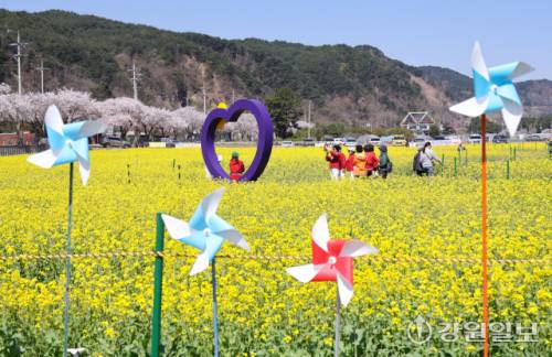 오는 4월3일부터 19일까지 개최되는 맹방 유채꽃 축제장.(사진은 지난해 축제 모습)