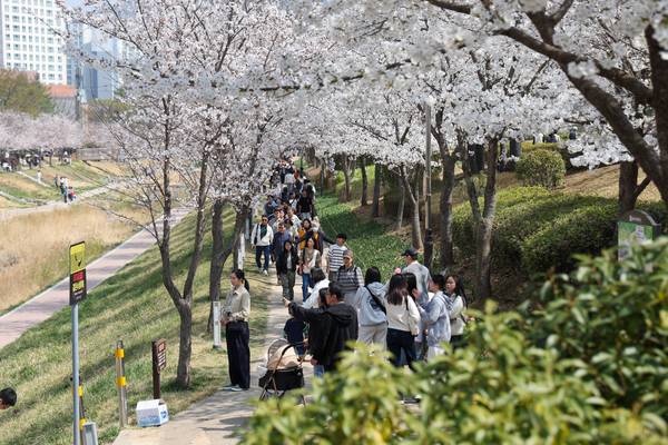 김해시 대표 봄 축제인 '제7회 율하벚꽃축제'가 지난 28~29일 이틀간 율하천 만남교 광장과 율하카페거리 일원에서 성황리에 개최됐다. /김해시