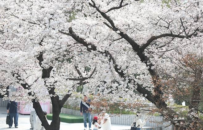▲ 봄기운 가득한 날씨를 보인 27일 오후 대구 달서구 이월드에 벚꽃이 가득 피어있다. 벚꽃 명소인 이월드 측은 올해는 이날부터 다음 달 중순까지 벚꽃풍경을 즐길 수 있을 것으로 내다봤다.연합