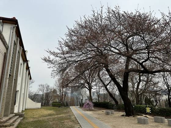 29일 서울 종로구 서울기상관측소 앞 왕벚나무 모습. 〈사진=기상청 홈페이지〉
