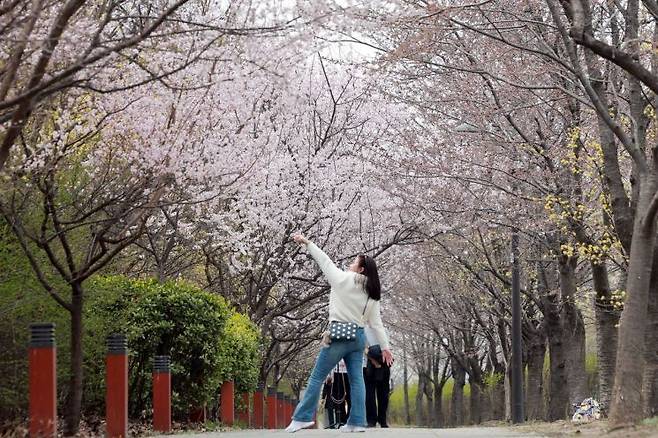 29일 서울 영등포구 여의도 윤중로에 벚꽃이 개화하기 시작한 가운데 외국인 관광객이 사진을 찍고 있다. 연합뉴스
