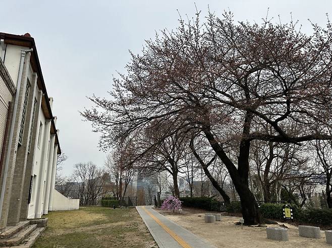 서울 종로구 서울기상관측소 내 관측 표준목인 왕벚나무(오른쪽)의 벚꽃이 개화했다. 수도권기상청 제공