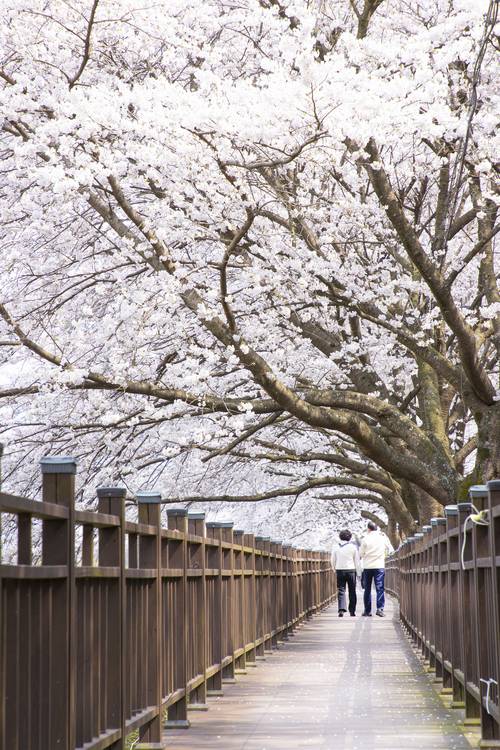 구례를 찾은 방문객들이 벚나무들이 터널처럼 이어진 데크길을 따라 걷고 있다. /구례군 제공