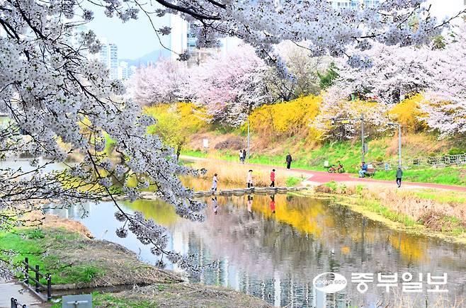 만개한 벚꽃. 사진=중부일보DB.