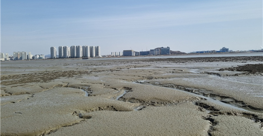 습지보호구역으로 지정된 송도갯벌 [경인방송DB]