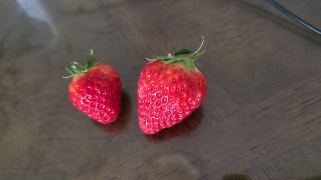 서산 지역 B농협 하나로마트에서 구매한 딸기 한 박스 내부에 있던 딸기 비교 모습(사진=독자 제공)