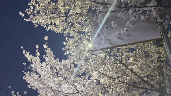 지난 29일 광주 북구 운암동 한 길가에 벚꽃이 만개해 있다. 정성현 기자