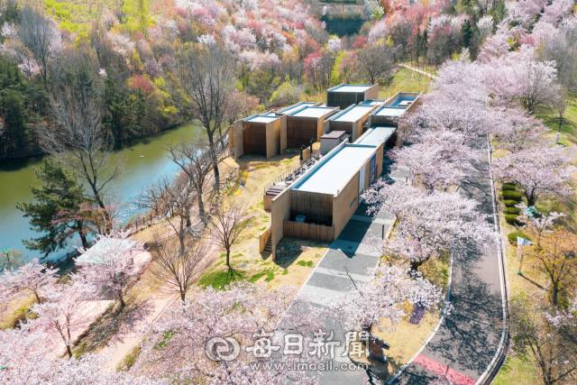 경북문화관광공사가 운영중인 경주엑스포대공원 내 승효상이 설계한 솔거미술관이 봄날 벚꽃과 어우러진 모습이 장관이다. 경북문화관광공사 제공