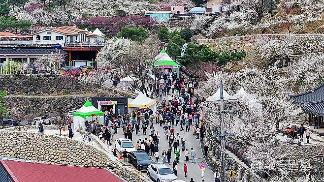 광양매화축제. 무등일보DB