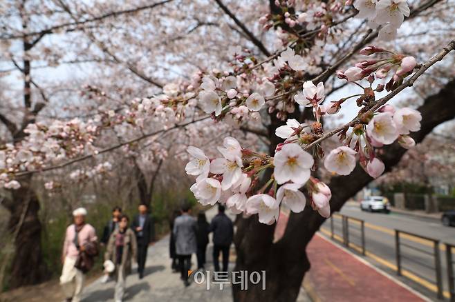예년보다 따뜻한 날씨가 이어지면서 서울의 벚꽃이 평년보다 열흘가량 일찍 개화한 가운데 30일 서울 영등포구 여의도 윤중로 일대에 벚꽃이 피어 있다. 다음 달 3일부터 7일까지는 이곳에서 여의도 봄꽃축제가 열린다. 고이란 기자 photoeran@