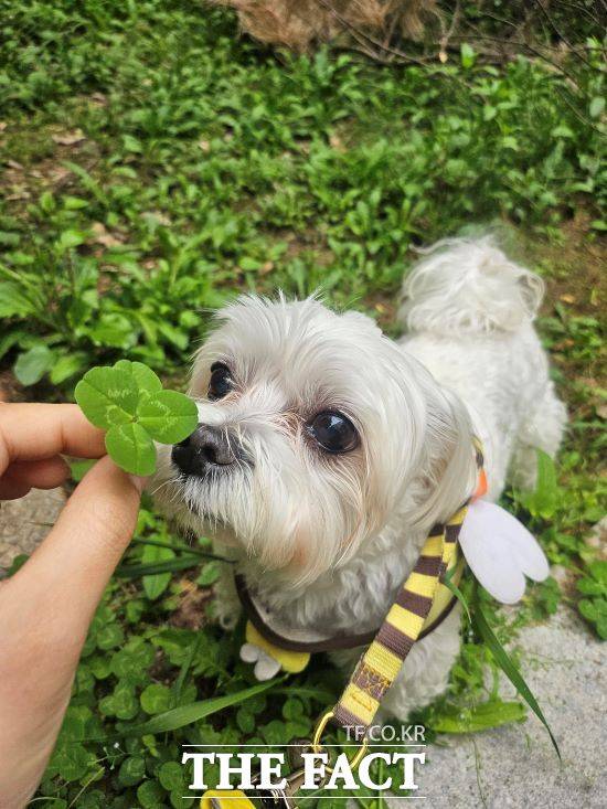 성남시가 반려동물 의료 서비스 지원사업을 확대한다. /성남시