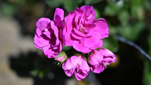 초점거리 70mm에서 근접촬영한 결과물. (사진=지디넷코리아)