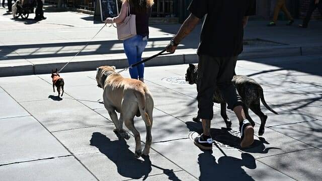 움직이는 강아지를 포착한 사진. (사진=지디넷코리아)